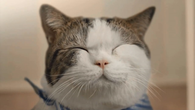 卫浴宣传片制作之《看猫咪反击人类》